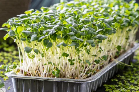 micro greens cultivation guide