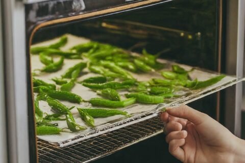 Dehydrating Green Chillies