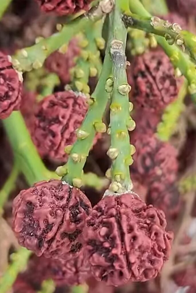 All about Rudraksha 2 screenshot 2025 02 03 23 54 25 61 f9ee0578fe1cc94de7482bd41accb32925275240049220943467