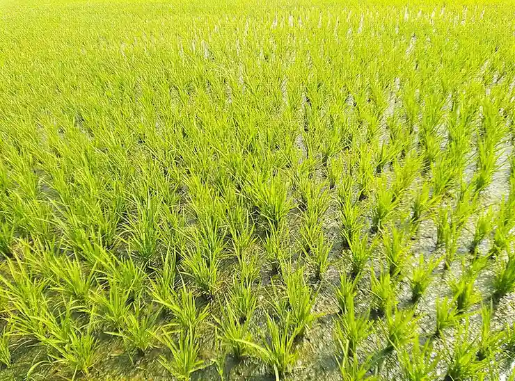 IMG_20240123_104152 paddy crop