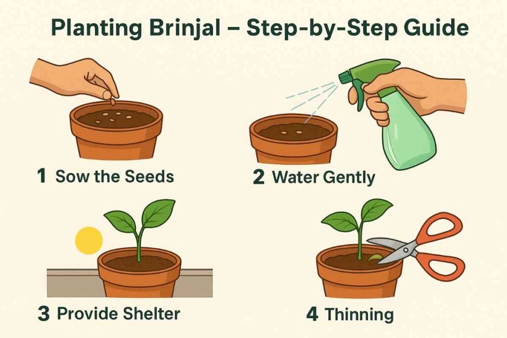 Expert Guide to Growing Brinjal on Your Rooftop | Sustainable Urban Gardening 3 Planting Brinjal – Step-by-Step Guide