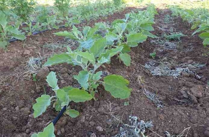 Expert Guide to Growing Brinjal on Your Rooftop | Sustainable Urban Gardening 2 brinjal crop