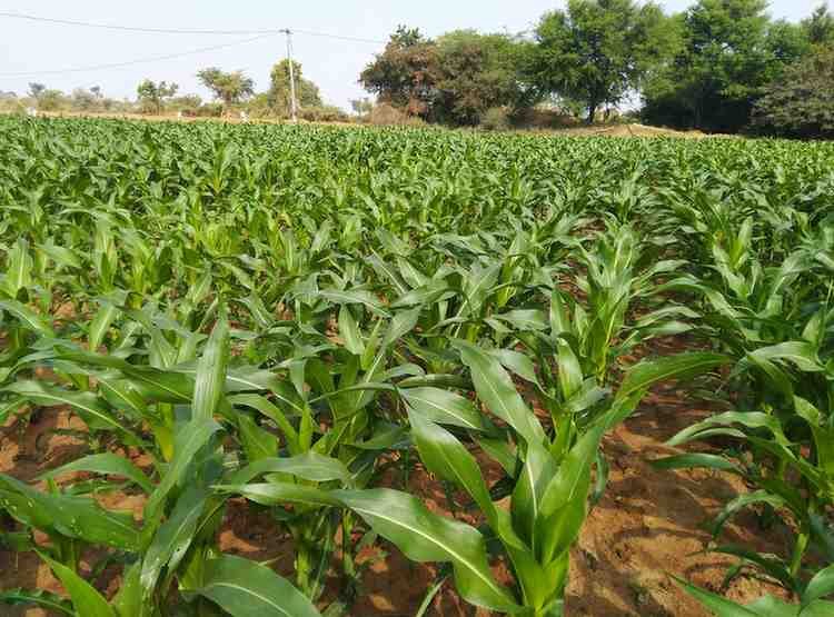 Maize crop , digital crop survey