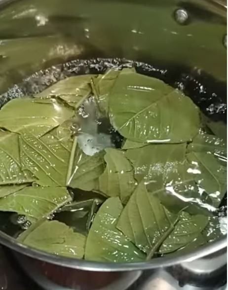 guava leaves