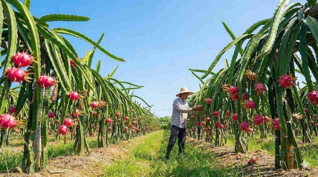 dragon fruit farming